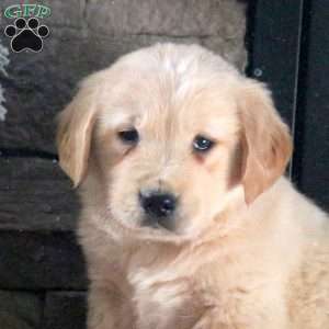 Dasher, Golden Retriever Puppy