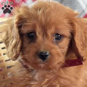 Dasher, Cavapoo Puppy