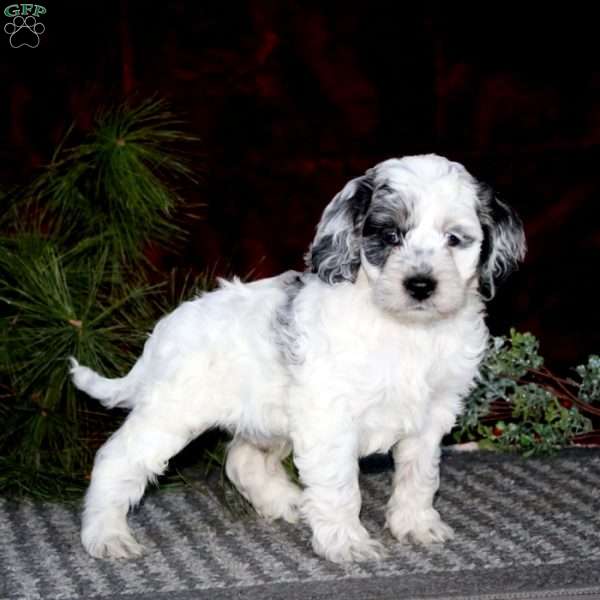 Dasher, Cockapoo Puppy