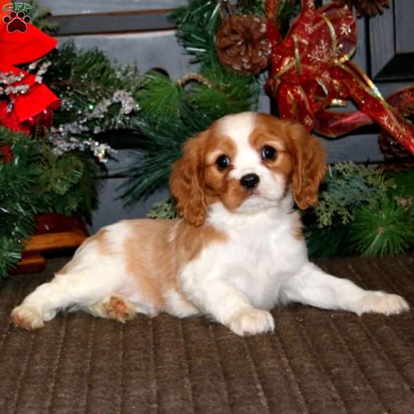 Dasher, Cavalier King Charles Spaniel Puppy