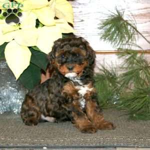 Dasher, Miniature Poodle Mix Puppy