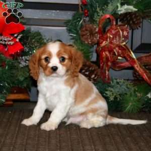 Dasher, Cavalier King Charles Spaniel Puppy