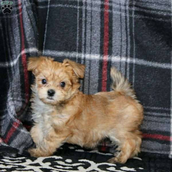 Davey, Morkie / Yorktese Puppy