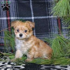 Davey, Morkie / Yorktese Puppy