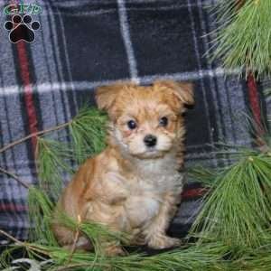 Davey, Morkie / Yorktese Puppy