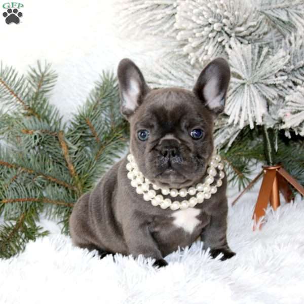 Dazzling Ivy, French Bulldog Puppy