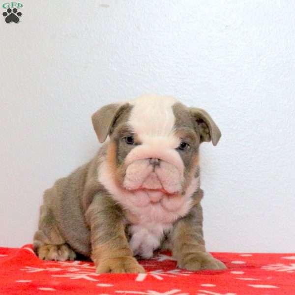 Delight, English Bulldog Puppy