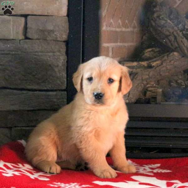 Delight, Golden Retriever Puppy