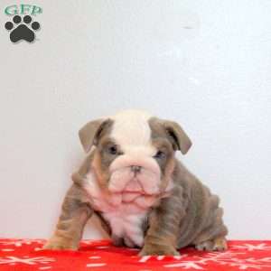 Delight, English Bulldog Puppy