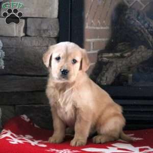 Delight, Golden Retriever Puppy