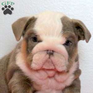 Delight, English Bulldog Puppy
