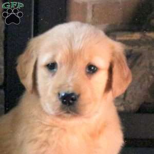 Delight, Golden Retriever Puppy