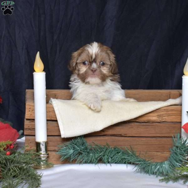 Delilah, Shih Tzu Puppy