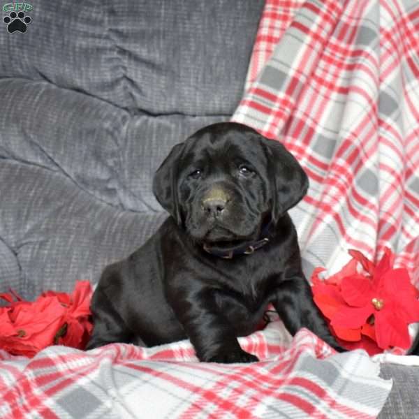 Delilah, Black Labrador Retriever Puppy