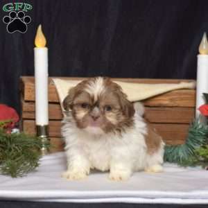 Delilah, Shih Tzu Puppy