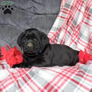 Delilah, Black Labrador Retriever Puppy