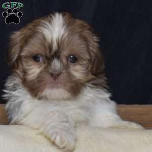 Delilah, Shih Tzu Puppy