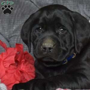 Delilah, Black Labrador Retriever Puppy