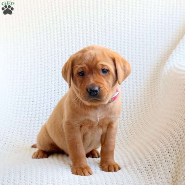 Delta, Fox Red Labrador Retriever Puppy