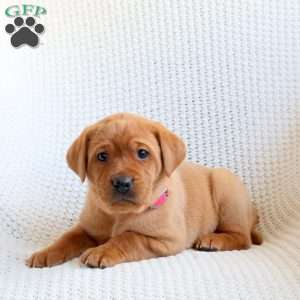 Delta, Fox Red Labrador Retriever Puppy