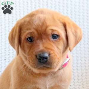 Delta, Fox Red Labrador Retriever Puppy