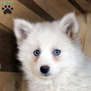 Demi, Pomsky Puppy