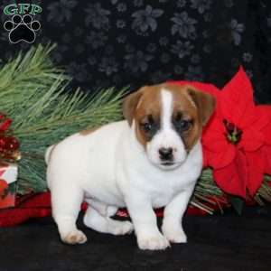 Dennis, Jack Russell Terrier Puppy
