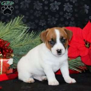 Dennis, Jack Russell Terrier Puppy
