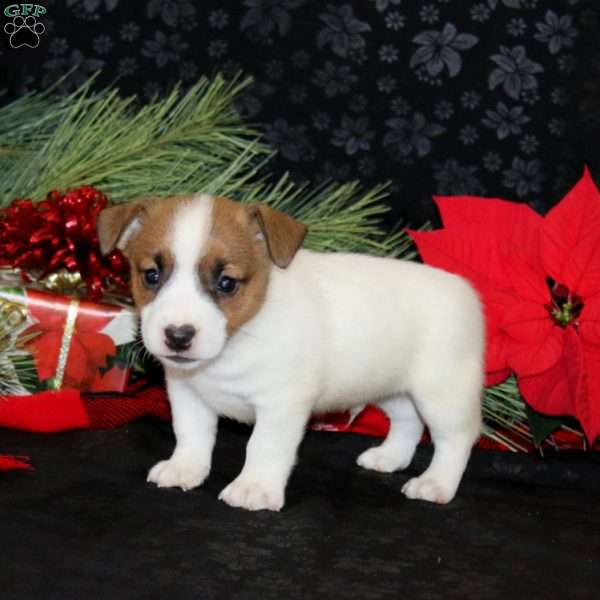 Denver, Jack Russell Terrier Puppy