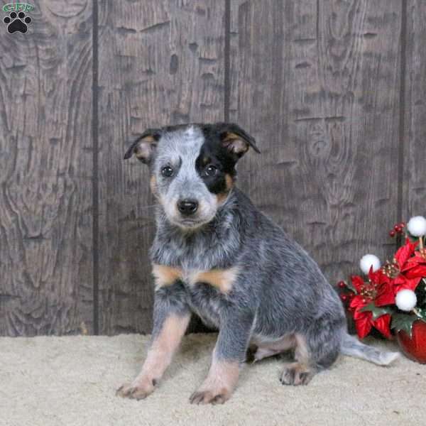 Derek, Blue Heeler – Australian Cattle Dog Puppy