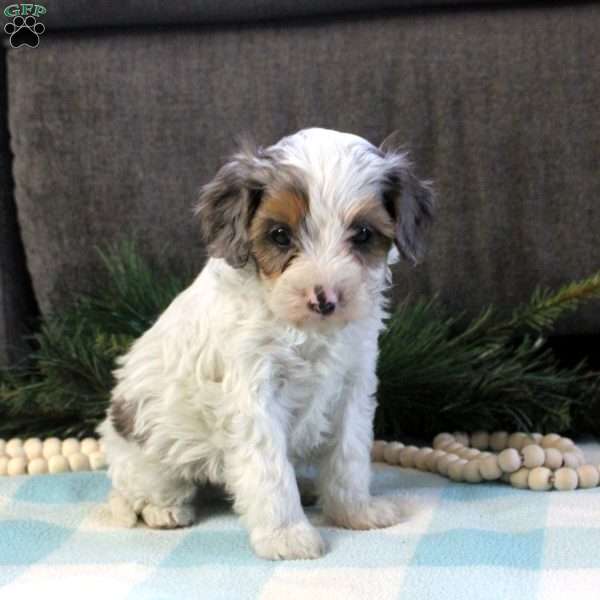Derek, Cavapoo Puppy
