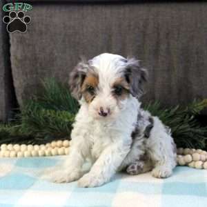 Derek, Cavapoo Puppy