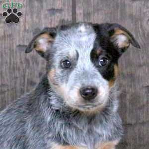 Derek, Blue Heeler – Australian Cattle Dog Puppy