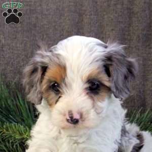 Derek, Cavapoo Puppy