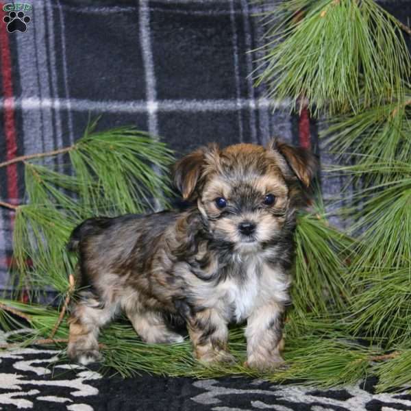 Derek, Morkie / Yorktese Puppy
