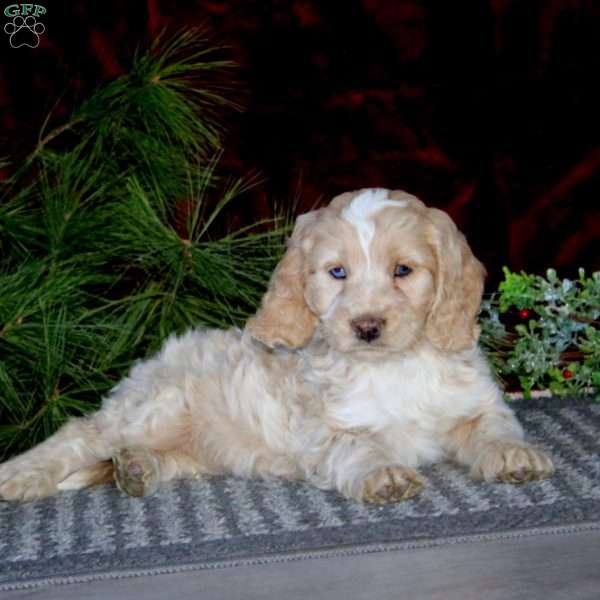 Derek, Cockapoo Puppy