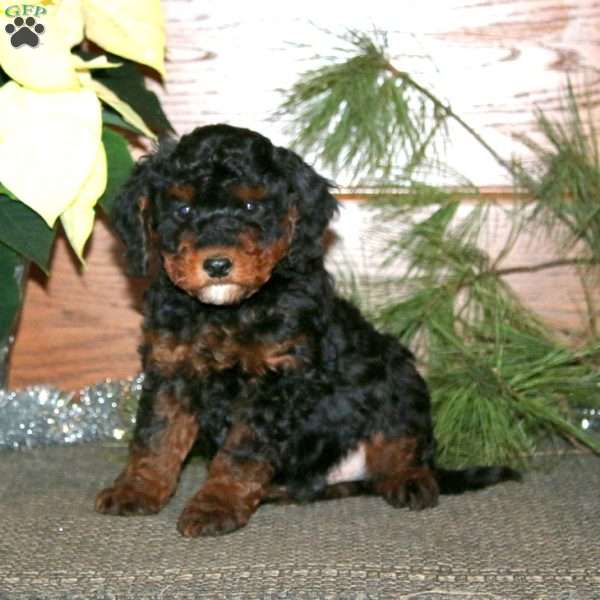 Derek, Miniature Poodle Mix Puppy