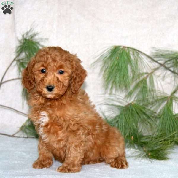 Derek, Toy Poodle Puppy