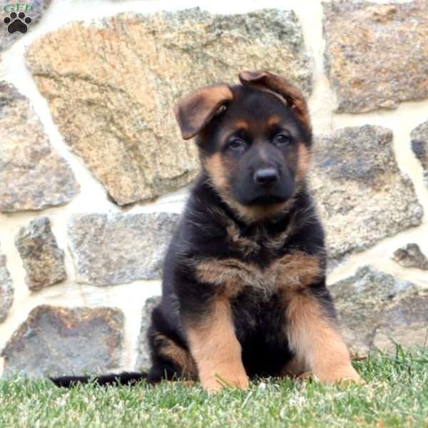 Derek, German Shepherd Puppy