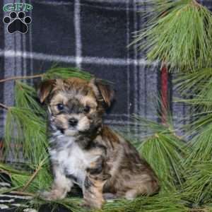 Derek, Morkie / Yorktese Puppy