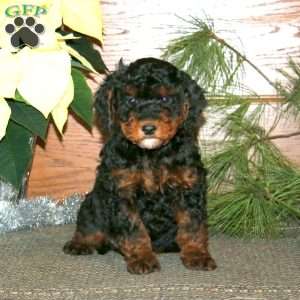 Derek, Miniature Poodle Mix Puppy