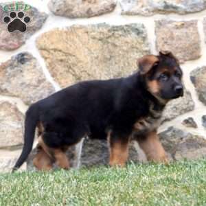 Derek, German Shepherd Puppy