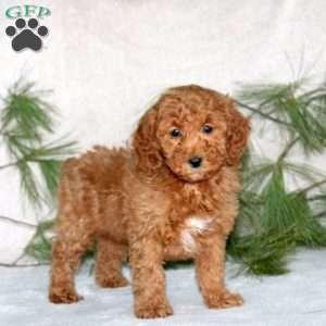 Derek, Toy Poodle Puppy