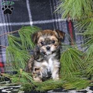Derek, Morkie / Yorktese Puppy