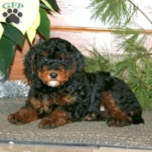 Derek, Miniature Poodle Mix Puppy