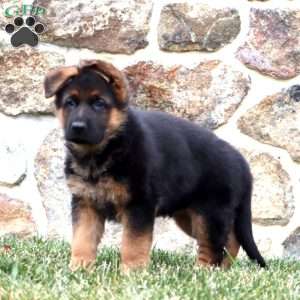 Derek, German Shepherd Puppy