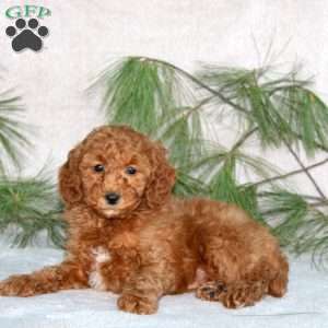 Derek, Toy Poodle Puppy