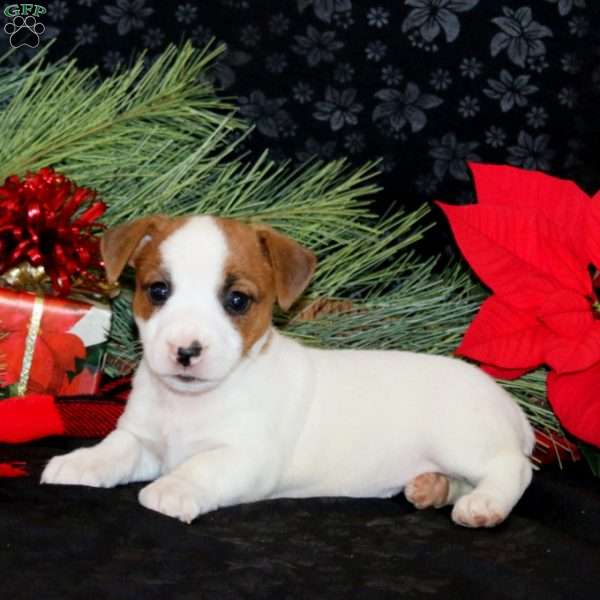 Desiree, Jack Russell Terrier Puppy