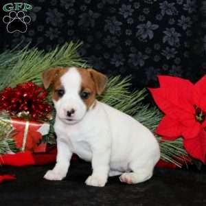 Desiree, Jack Russell Terrier Puppy
