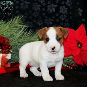 Desiree, Jack Russell Terrier Puppy